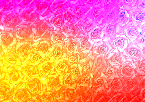 Multicolour Rose Background PNG png