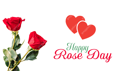 Rose Day Greeting? PNG png
